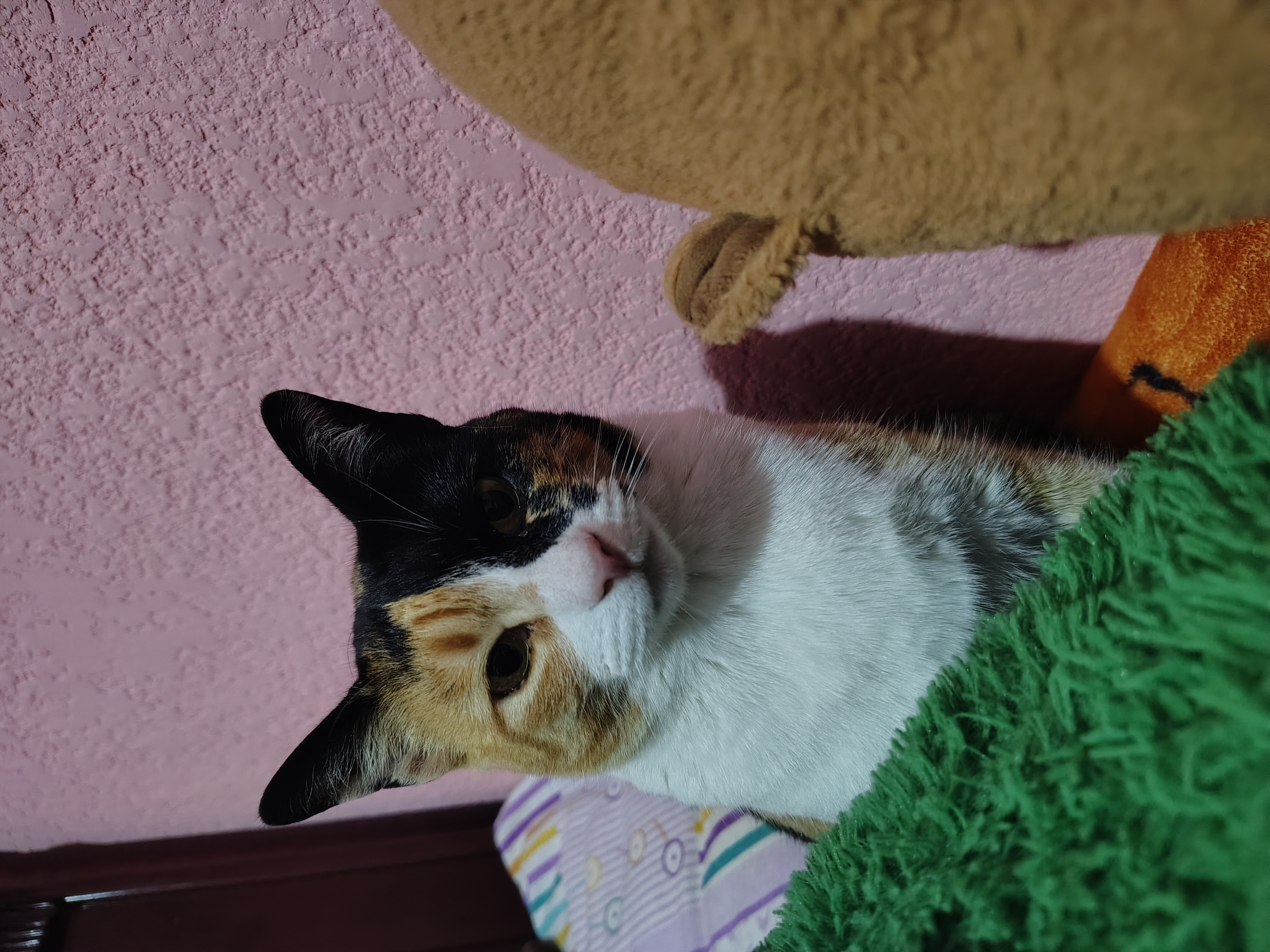 Michi colorido